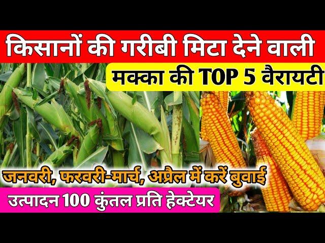 मक्का की TOP 5 वैरायटी// गर्मी में मक्का की खेती कैसे करें//makka ki top variety//makka ki kheti