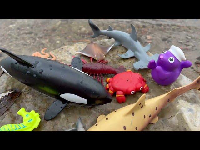 Sea Creature Showcase: Toys and Facts for Kids