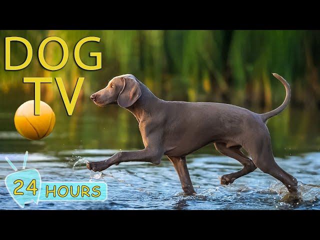 DOG TV: The Best Ultimate Home Alone Anti-Anxiety Solution for Dogs - Video Entertainment for Dogs