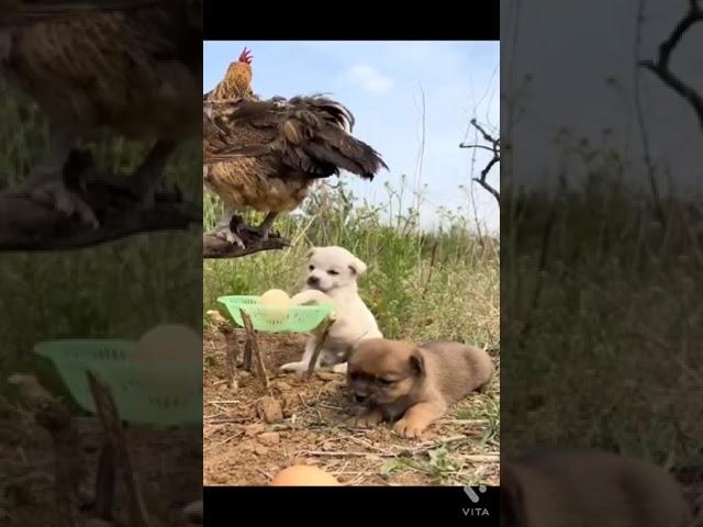Cute chicken laying eggs very well. More funny Animals videos on my channel.