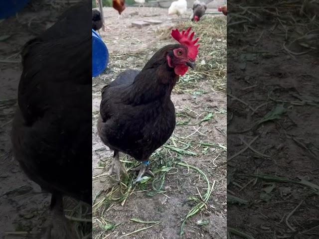 Marans Henne #chicken #subscribe