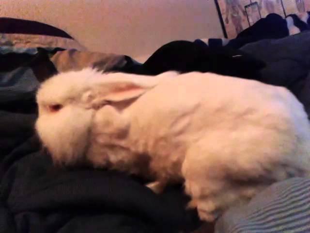 Bella the angora rabbit nesting in my bed