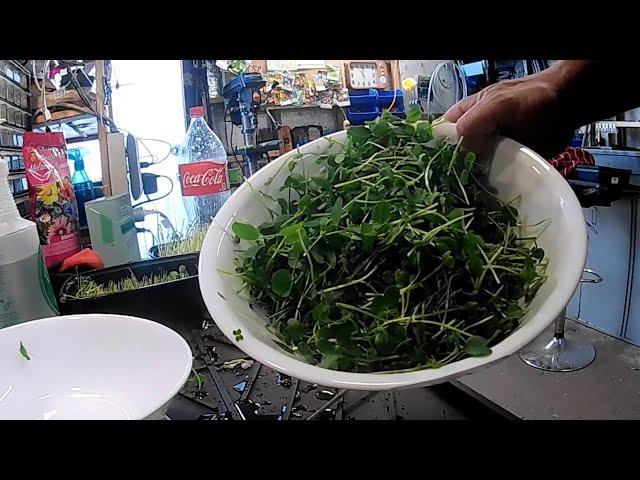 Building a Wicking Container, Sowing More Carrots and a Light Lunch.