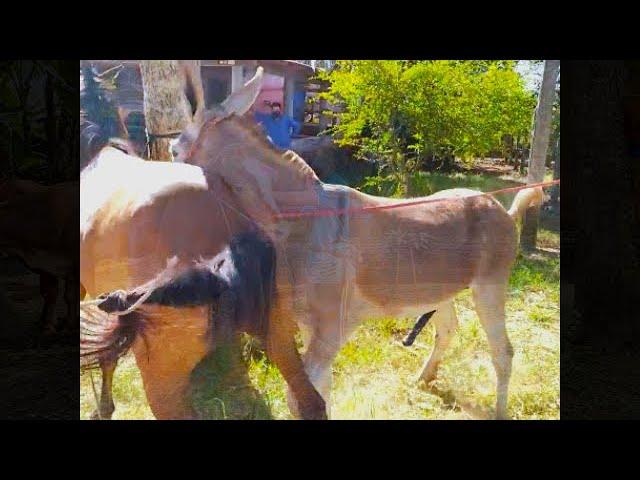 burros en el desierto vaqueros mexicanos vecinos lakers y buffalo bills ciudad