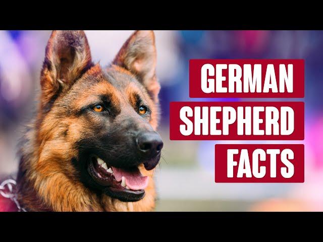 German Shepherd Everything You Need to Know