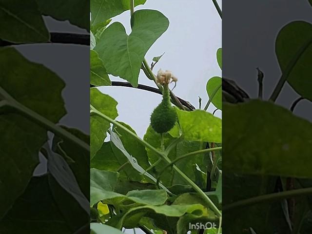 Multi vitamin vegetable kantola ||Chathail #shorts #ytshorts