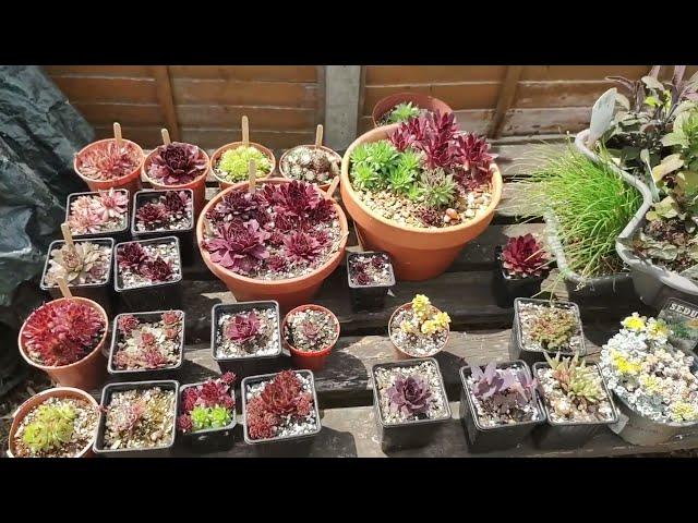 New Sempervivum collection (with a few extras)