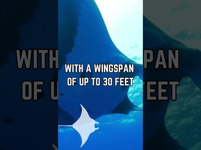  Majestic Giants of the Ocean: Exploring the Mysterious World of Giant Manta Rays!