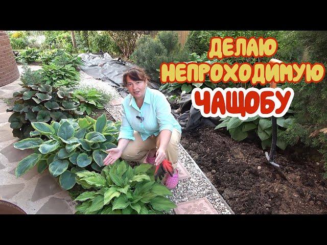 ВСЕ БЕСПЛАТНО: и НАВОЗ, и БАДАН! Нам везет! Чистка МОЖЖЕВЕЛЬНИКОВ - не для слабонервных!