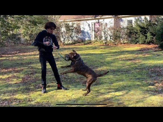 Extremely Aggressive Dog Training- The Dog Daddy.