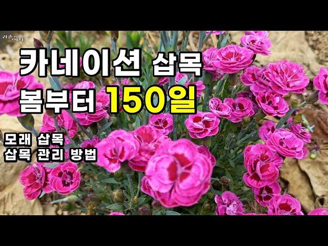 이것 보면 앞으로 카네이션 죽이지 않고 키울 자신이 생깁니다  #카네이션키우기 #카네이션삽목흙 #카네이션심기#노지정원