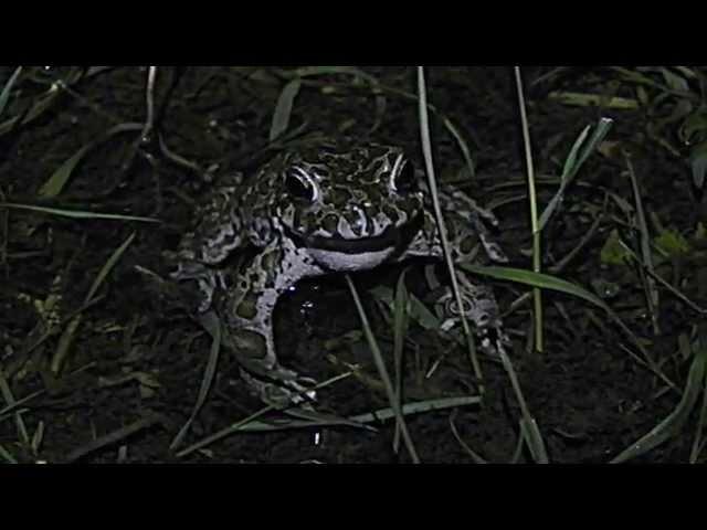 Rufende Wechselkröte - Bufo viridis