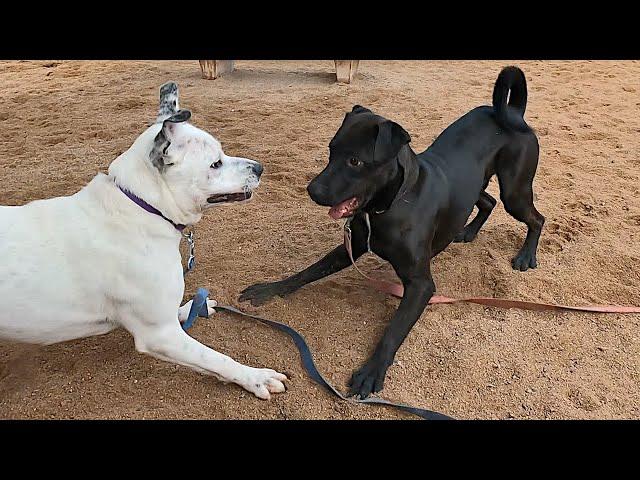 Dogs playing: Episode 61