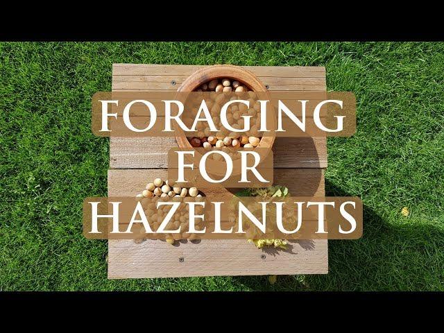 Foraging For Hazelnuts | WILD Foods