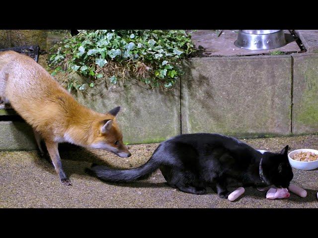 Urban Fox & Cat Encounters - UHD 4K