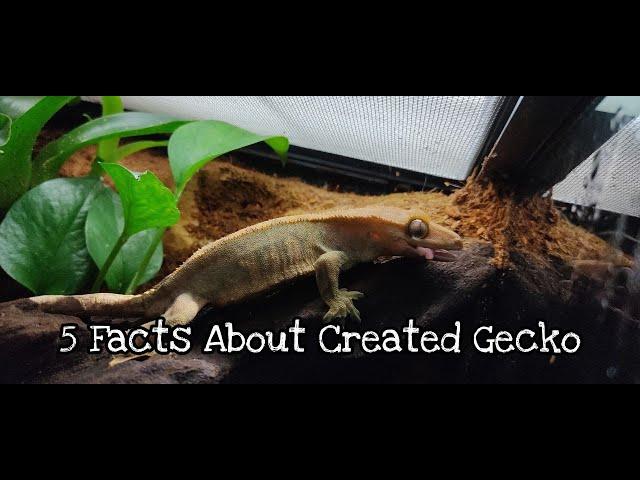 Crested Gecko /