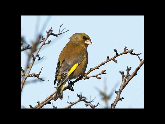 Verdun Greenfinch Singing Verdone Canto Verderon