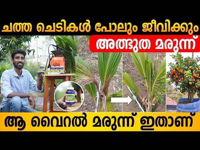 തെളിവ് ഉൾപ്പെടെ | ചെടികൾക്കുള്ള ദിവ്യ ഔഷധം | Best Organic Fertilizer #fruitplants #agriculture