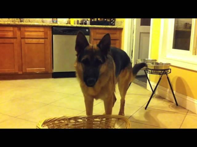 German Shepherd puppy putting away his toys. Dunder 8 months