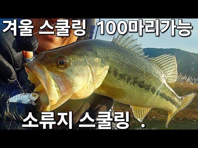 100수터 겨울에도 100마리가능 소류지 스쿨링 최프로티비 264화