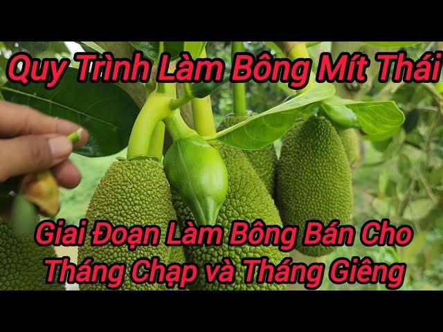 Bắt Đầu Làm Bông Cho Vườn Mít Thái và Quy Trình Làm Bông Năm Nay