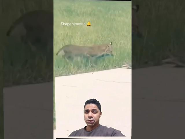 Alligator eats jaguar Brave Açu vs Ocelot hunting
