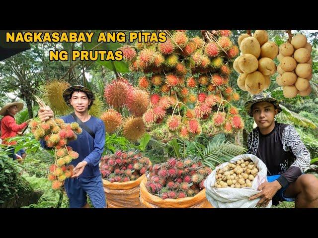 PAMIMITAS NG KABANG PRUTAS SA AREA #4 RAMBUTAN AT LANSONES