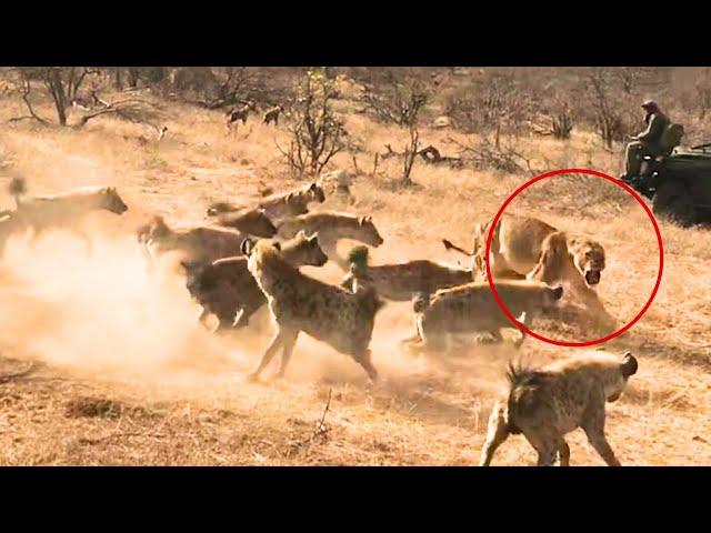 Hyenas Steal Lioness' Kill, but the Male Lion Turns the Tables!