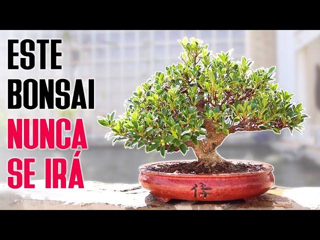 This bonsai is not my favorite Frog Garden