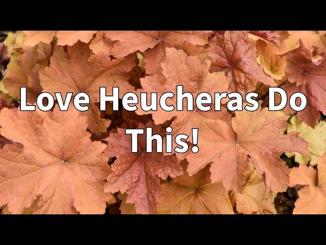 How To Winterize Heucheras/Coral Bells in all Zones!