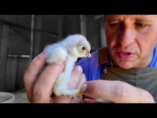 Hatching as Many Chicks as Possible!