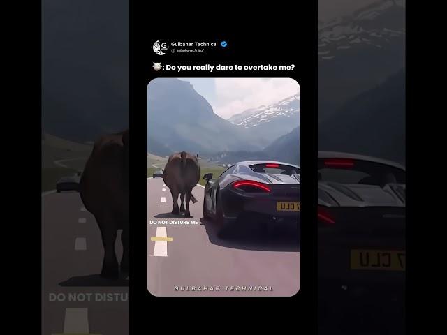 When a Cow Blocks a Supercar – Epic Moment! 