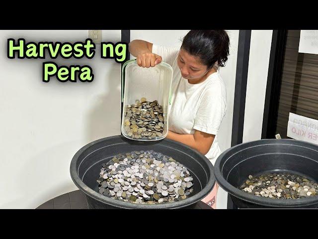 Pera Harvest at ilan ang nakuha namin | HARVEST VLOG