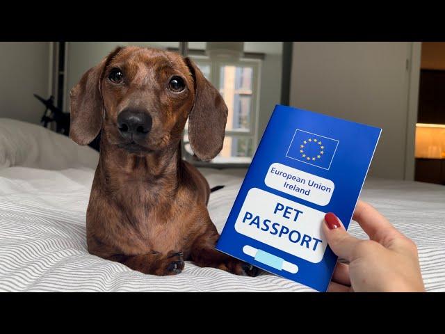 Mini dachshund gets his Irish passport!