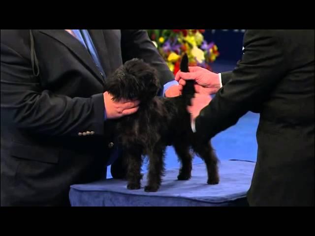 #‎Affenpinscher‬ from ‪#‎NationalDogShow