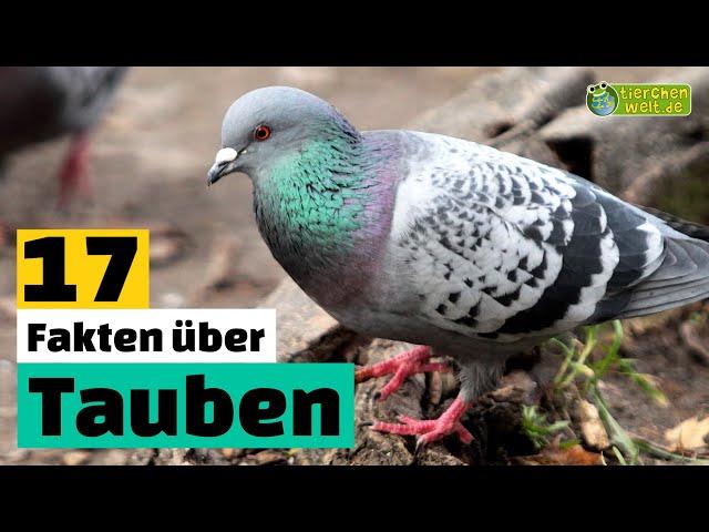 17 Steckbrief-Fakten über Tauben - Doku-Wissen über Tiere - für Kinder