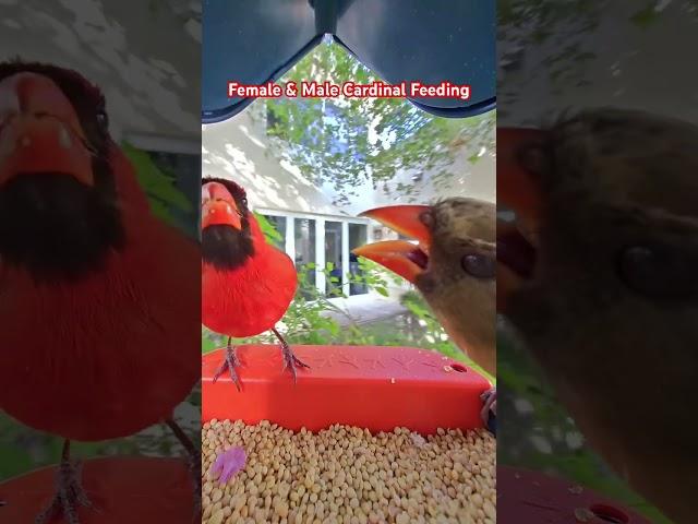 Female and Male Cardinal Feeding #birds #birdwatching #cardinals