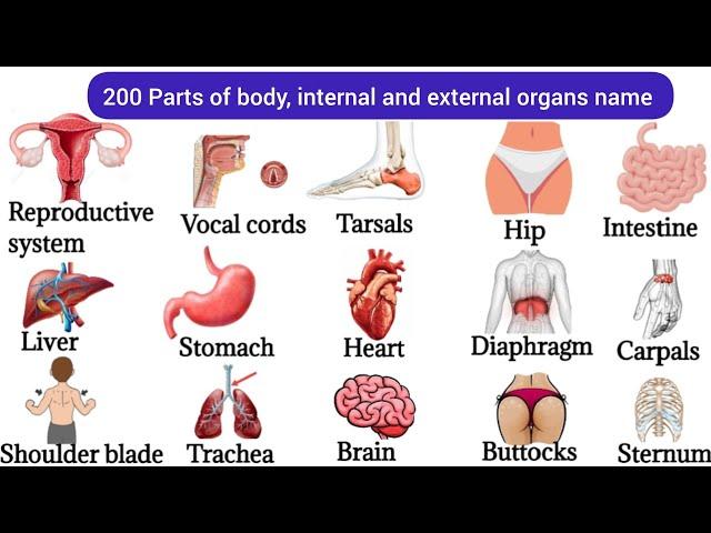 200 Parts Of Body | Listen And Practice | Basic Parts Of Body | Internal Body Parts#bodyparts