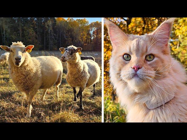 Cat Hunts Sheep!