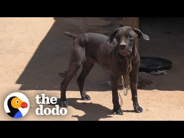 "Aggressive" Chained Up Dog Follows Her Mom Everywhere Now | The Dodo