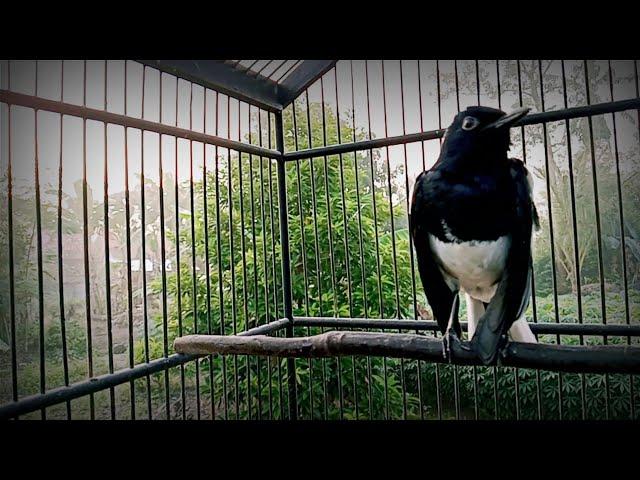 busyet‼️siulan alami kacer gacor suara terbaik lagu terbaik untuk terapi burung macet dijamin top