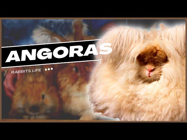 5 Fluffy Angora Rabbit Breeds