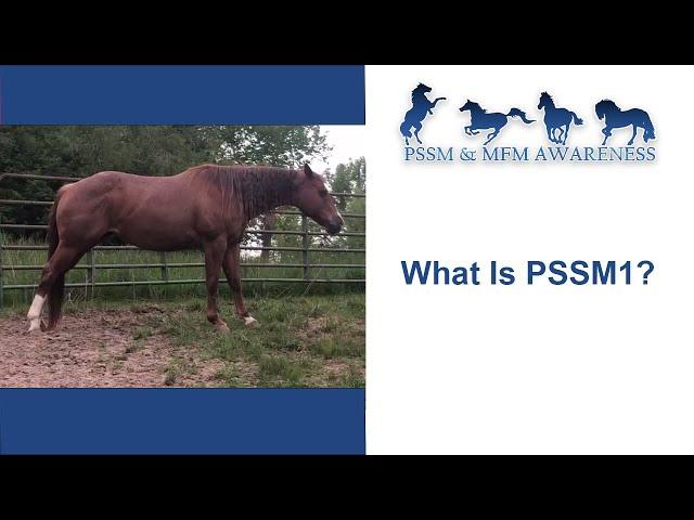 What Is PSSM1?