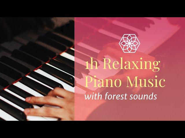 1 Hour Piano Relaxation Music with Nature Forest Sounds  - to bring harmony and calm