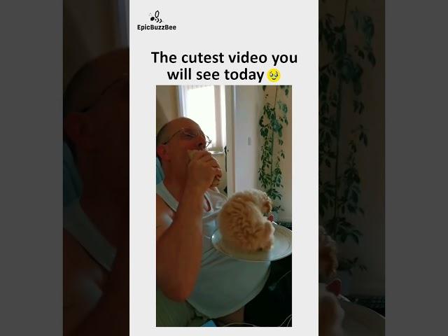 This cute Puppy will steal your Heart️