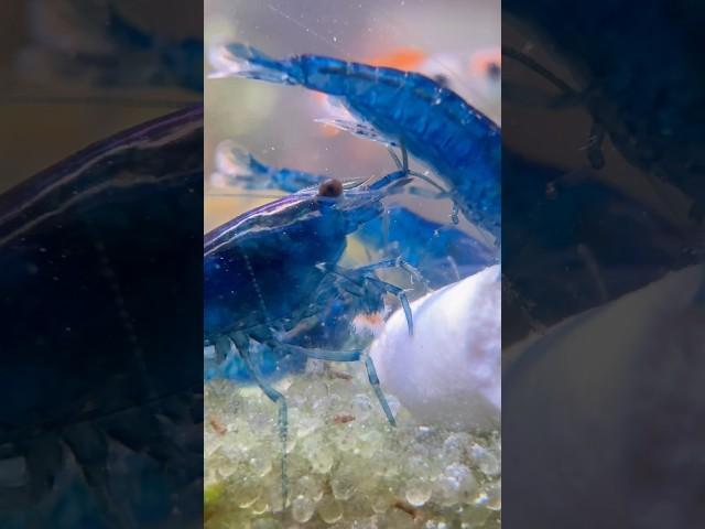 Macro shots of feeding time in the blue dream shrimp aquarium! #neocaridina #aquarium #snail #fish