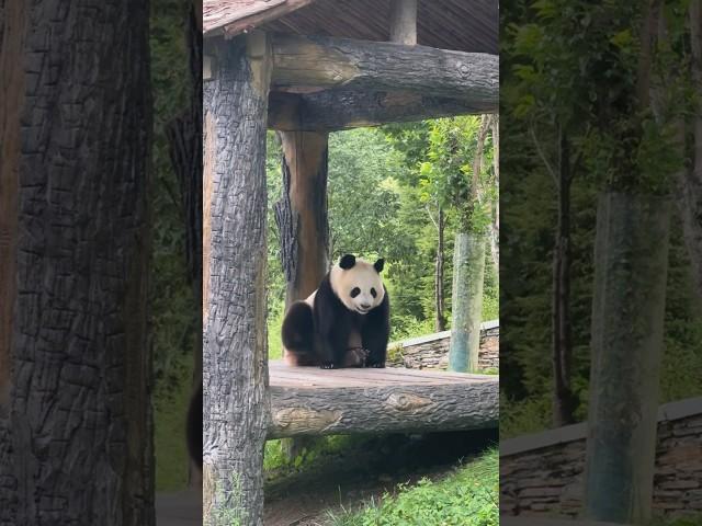 奶妈喊升谊回家，它假装没听见。已读不回的三公主，最喜欢在院子里放飞，它还不想回家呢！