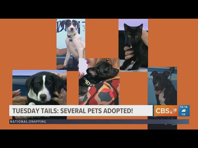 TUESDAY TAILS: Fluffy friends find FURever homes!