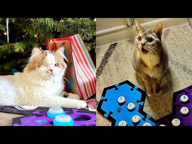 Teaser: Modeling Play, Button Learning with Alastor and Billi | BilliSpeaks