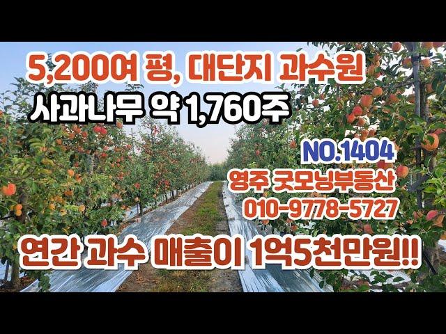 (1404) 연간 매출 약 1억5천만원. 5,200여 평의 대단지 사과 과수원, 추가적인 투자 없이 바로 수익 실현이 가능